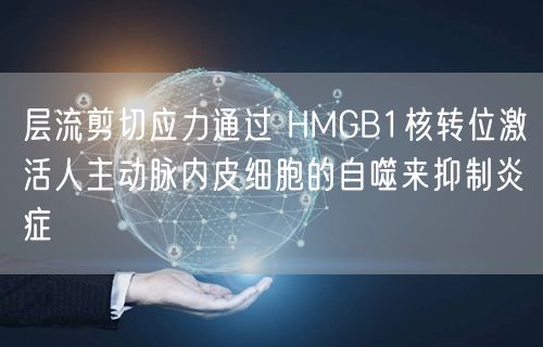 层流剪切应力通过 HMGB1核转位激活人主动脉内皮细胞的自噬来抑制炎症(图1)
